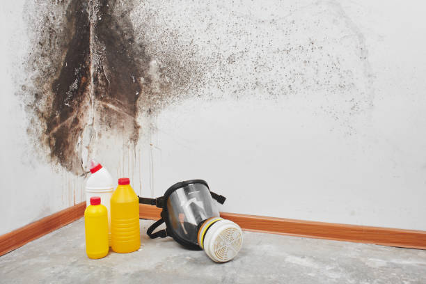 Yermo, CA Mold Removal Company