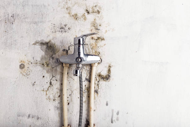 Best Mold Removal Near Me  in Yermo, CA
