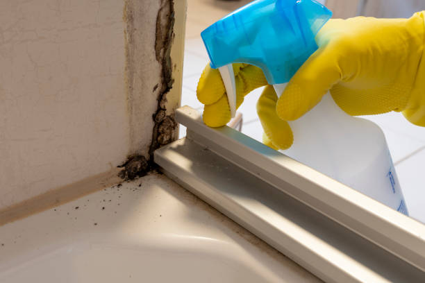 Best Attic Mold Removal  in Yermo, CA