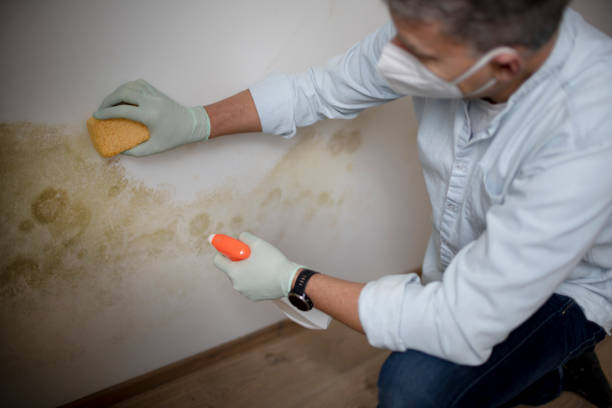 Attic Mold Removal in Yermo, CA