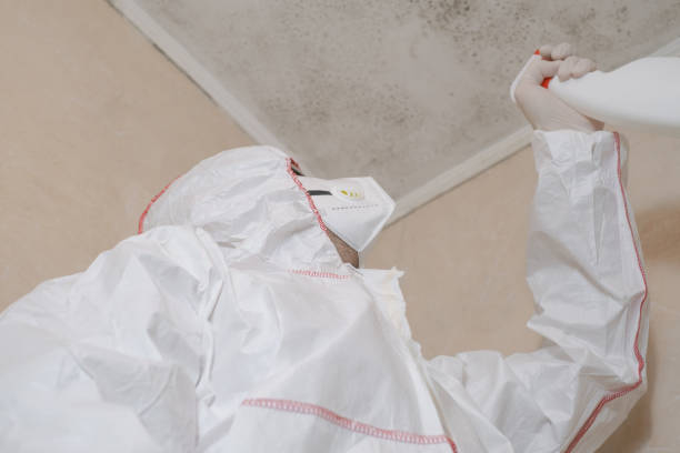 Best Certified Mold Removal  in Yermo, CA