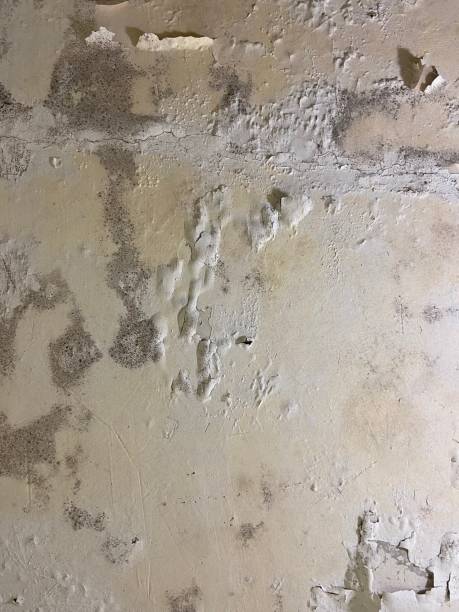 Best Mold Removal Specialists  in Yermo, CA