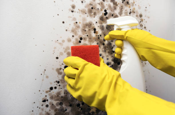 Best Residential Mold Removal  in Yermo, CA