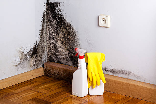 Best Professional Mold Removal  in Yermo, CA