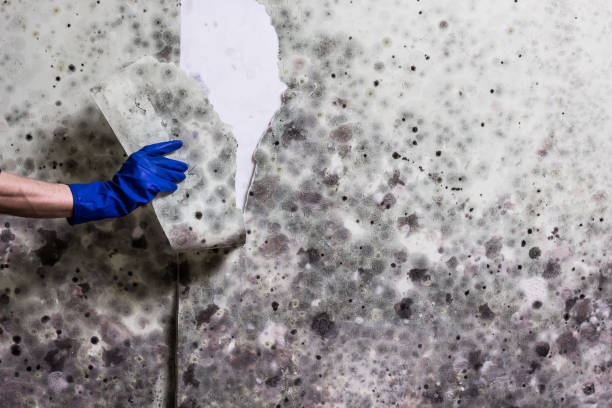 Best Mold Cleaning Services  in Yermo, CA
